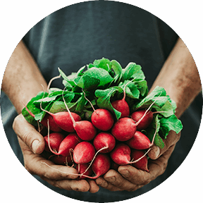 Fresh Vegetables