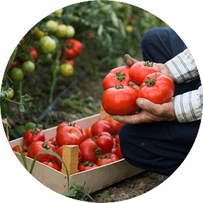 Fresh Tomatoes
