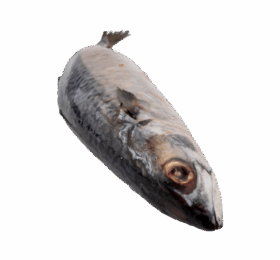 Ocean Pomfret Fish