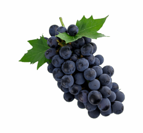 Vegan Grasp Shrubs