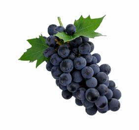 Vegan Grasp Shrubs