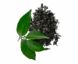 Healthy Green Tea