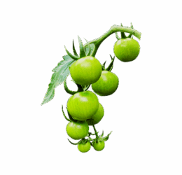 Green Cherry Tomato