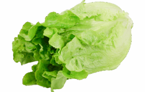 Green Ve Cabbage