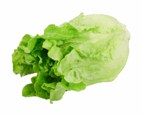 Green Ve Cabbage