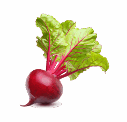 Vegan Fresh Radish