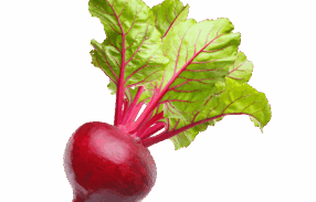 Vegan Fresh Radish