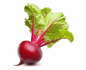 Vegan Fresh Radish