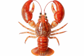 Shellfish